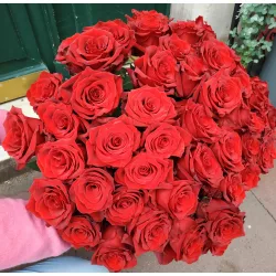 Scarlet - Rouge